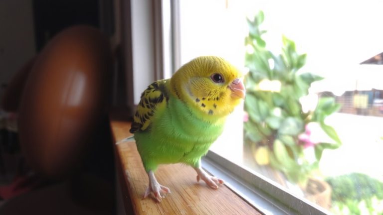 best parrot pet choice