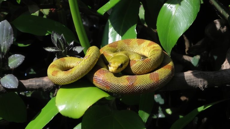 best pet boa