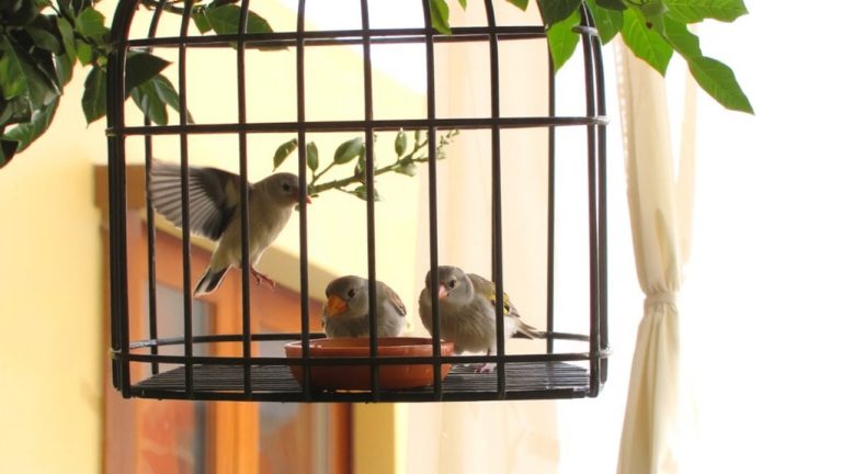 best pet finch choices