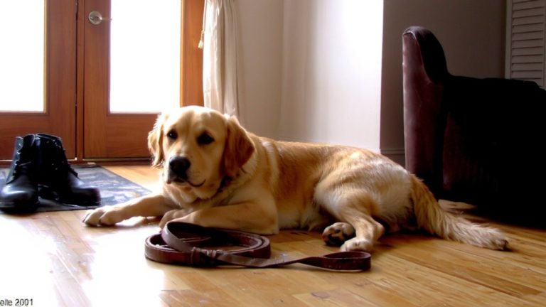 best pet for single men