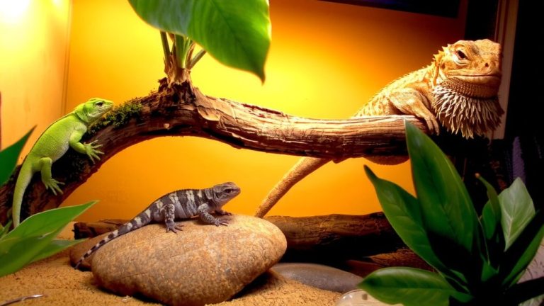 best pet lizards guide