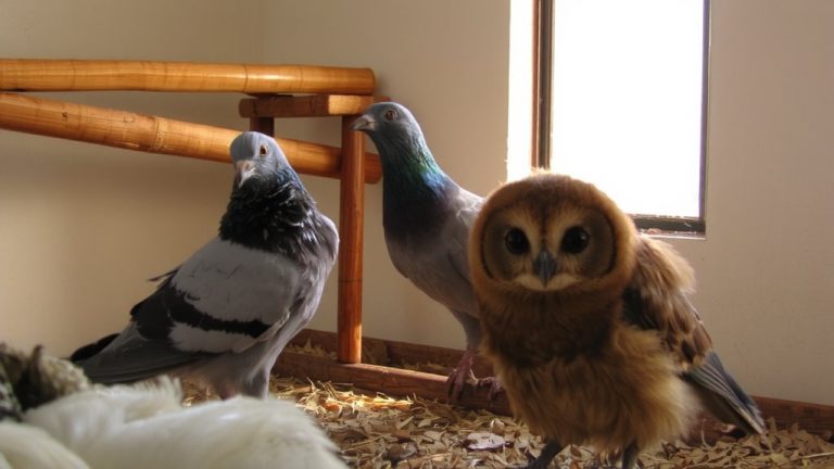 best pet pigeon breeds