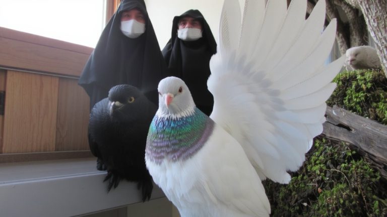 best pet pigeon breeds