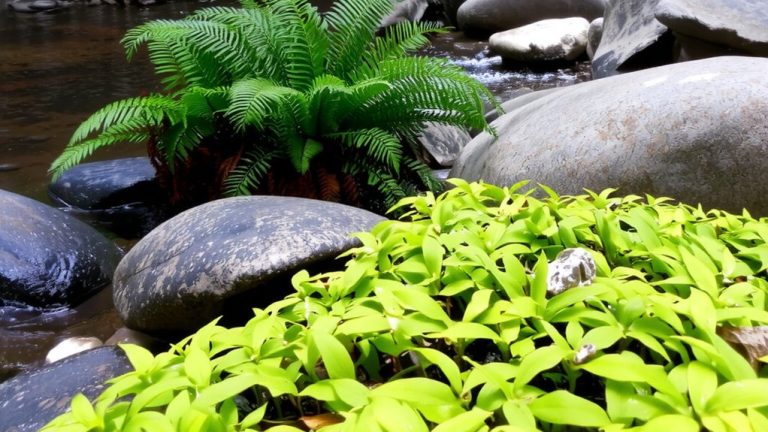 best plants for algae control