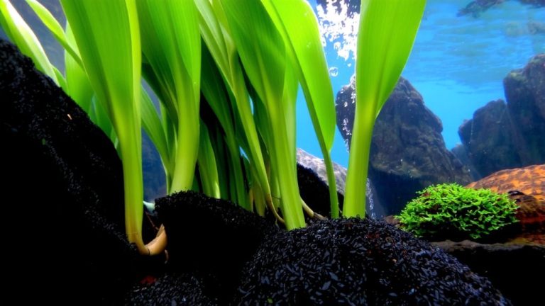 best plants for algae control