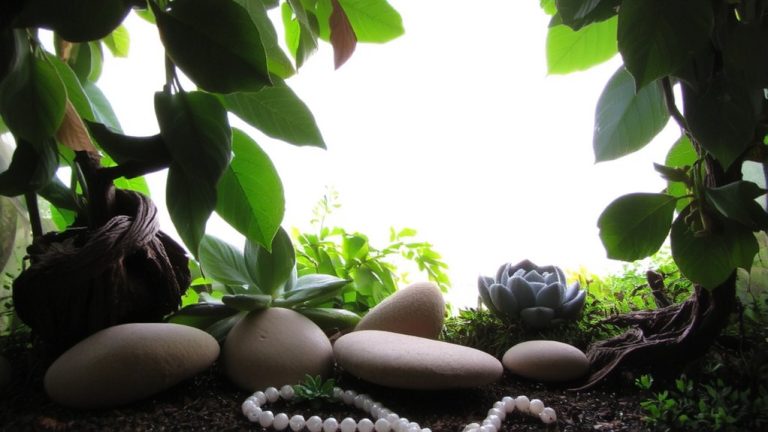 best plants for gecko
