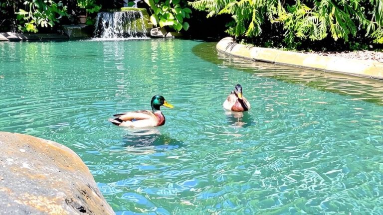best pools for ducks