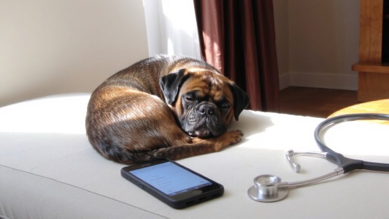 best pug pet insurance
