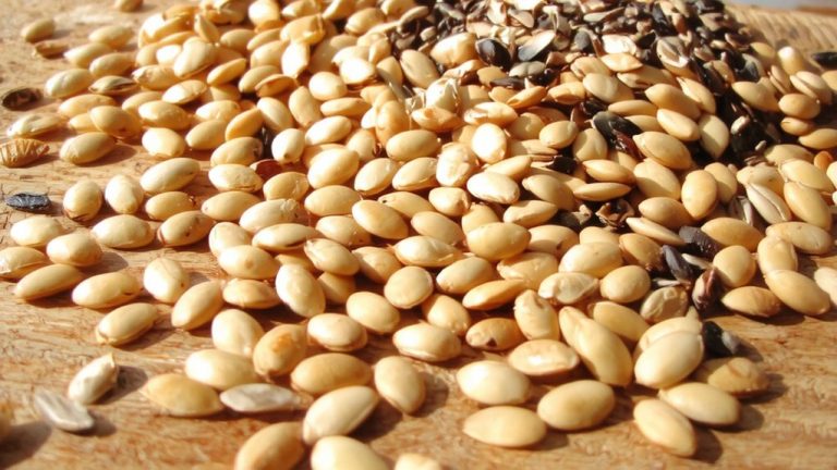 best seeds for dogs