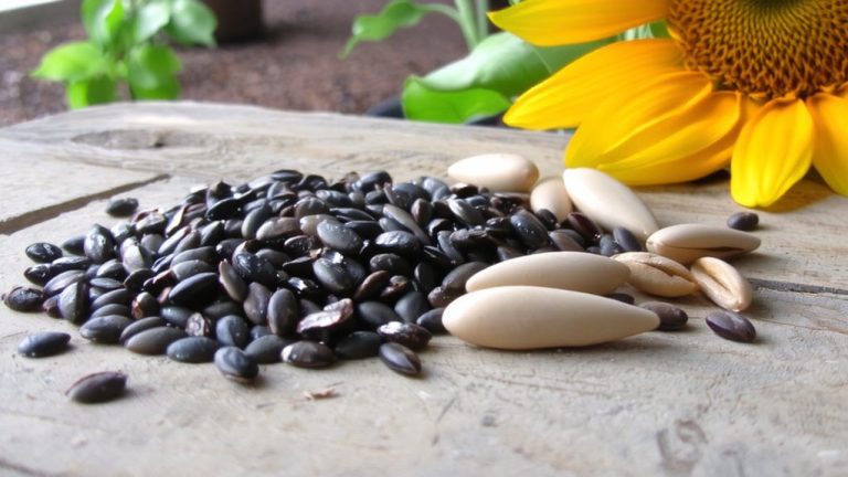 best seeds for dogs