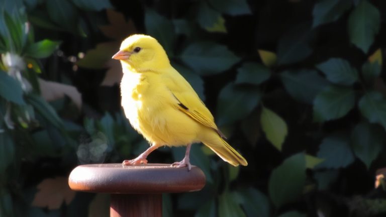 best singing canary selected