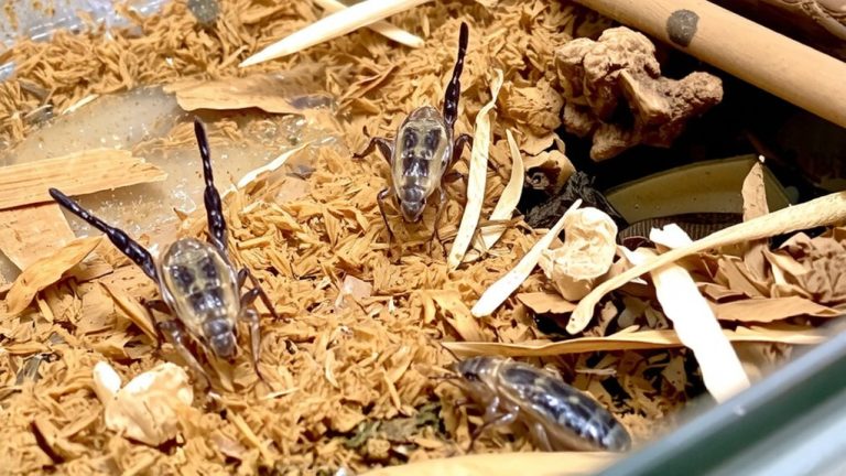 best substrate for crickets