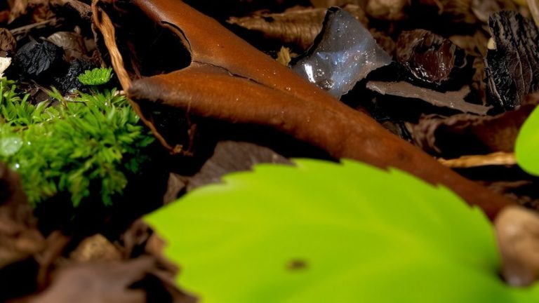 best substrate for gargoyle gecko