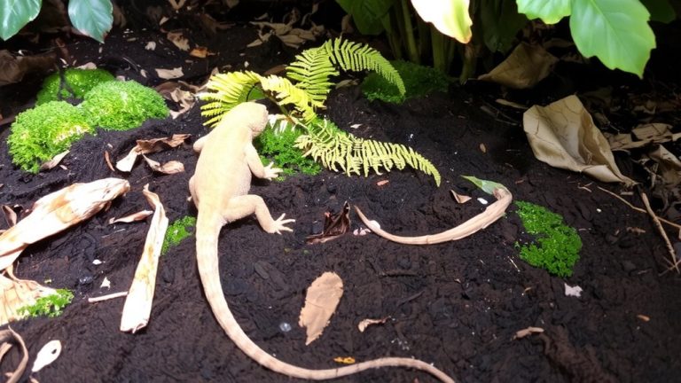 best substrate for gargoyle gecko