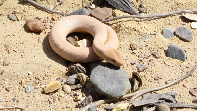 best substrate for rosy boas