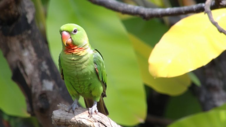 best talking conure bird