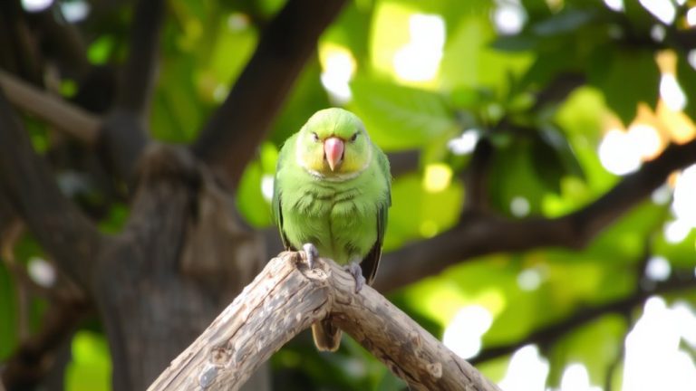 best talking conure breed