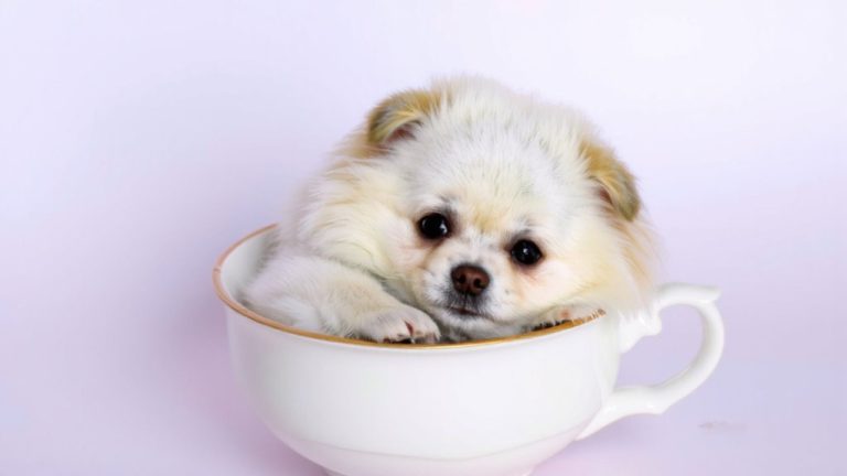 best teacup dog breed