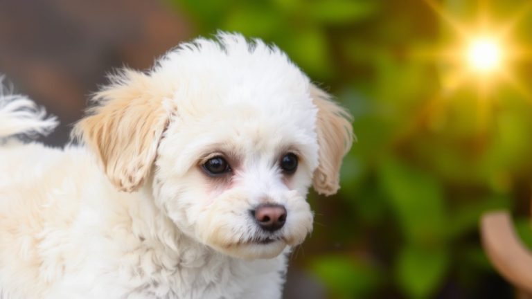 best teacup dog breed