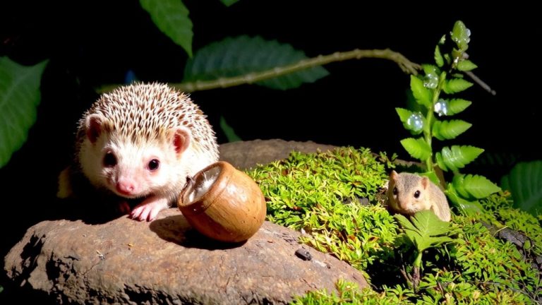 best tiny pets