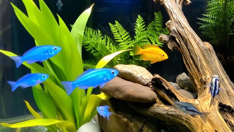 best tropical fish community