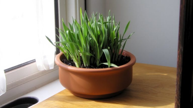 best way grow cat grass