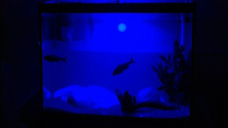 blue light recommended nighttime
