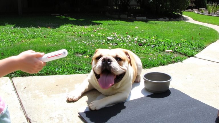 brachycephalic heat exhaustion prevention