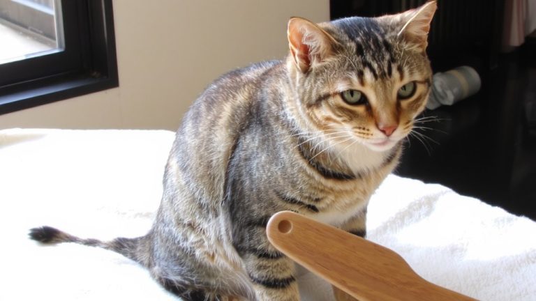 brush gently in direction of fur