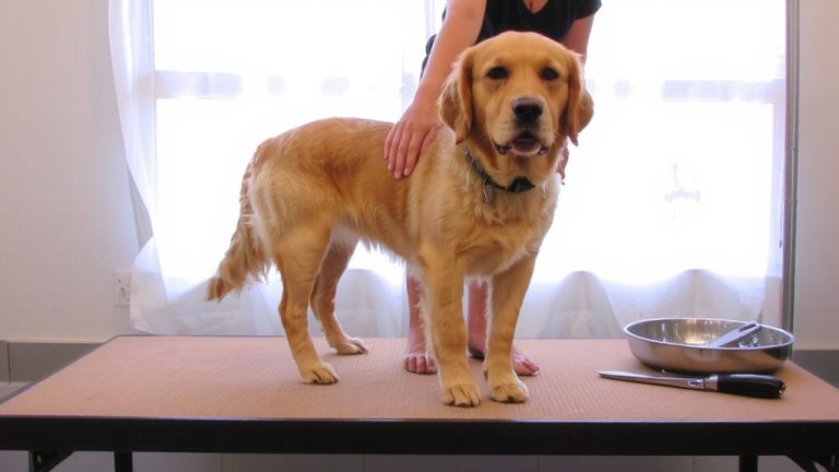 calm dog grooming guidance