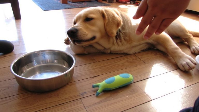 canine juvenile polyarthritis syndrome