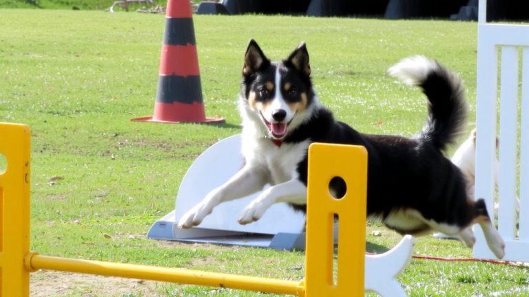 channeling herding drive into agility