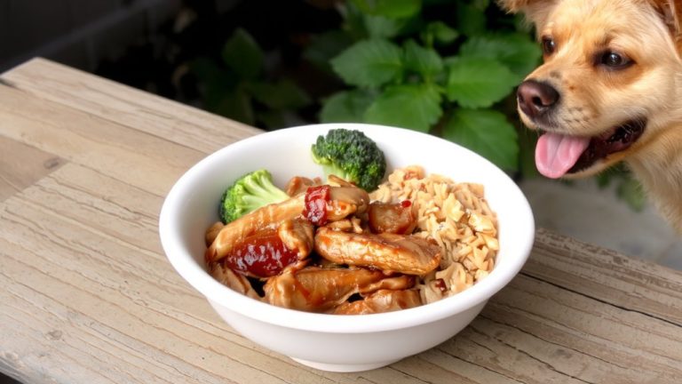 chinese crested dog food