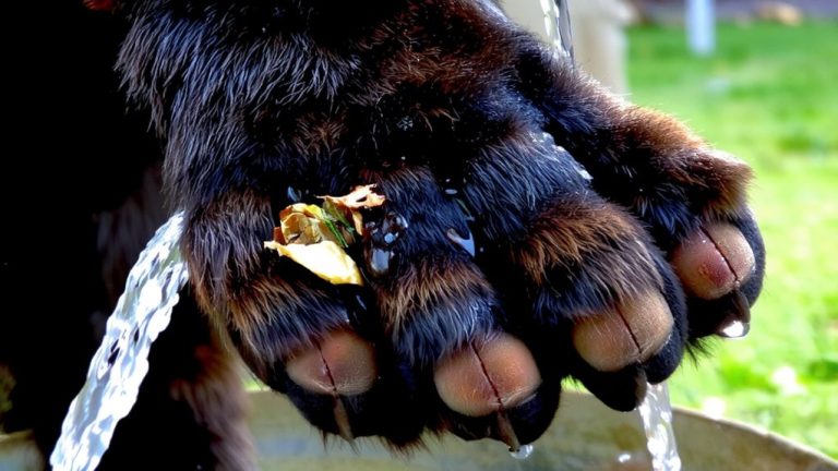 clean between toes