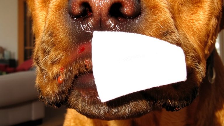 clean dog chin prevent infections