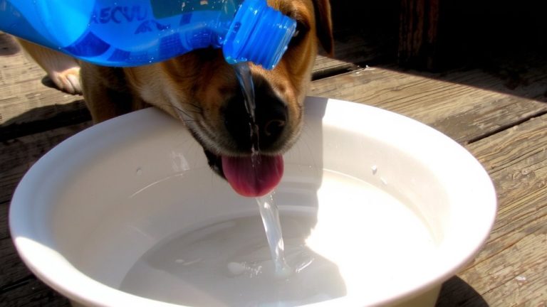 clean dog teeth with water additive