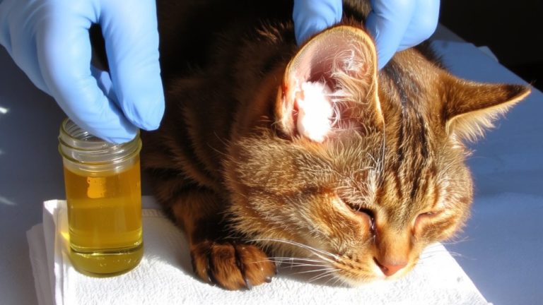 clean ears before medication