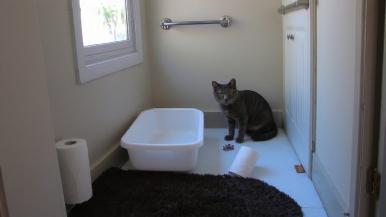 clean litter box regularly