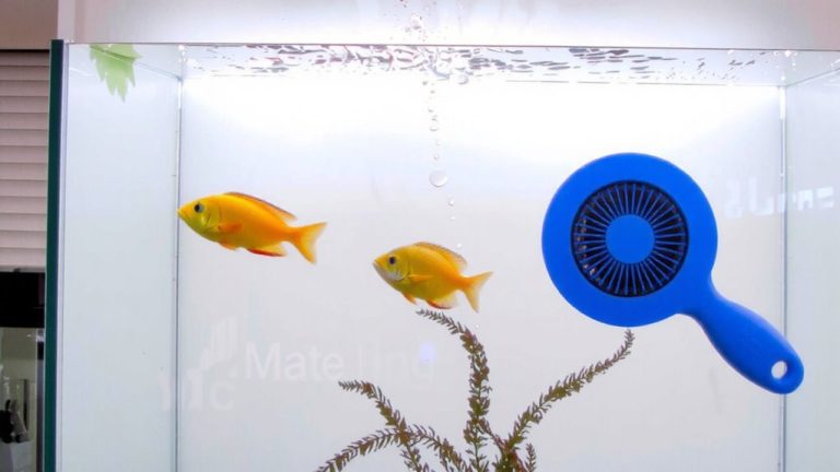 clean safely with algae pad
