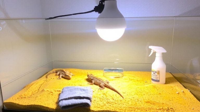 clean tank regularly