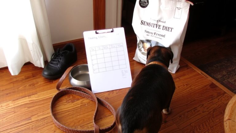 create consistent feeding routine