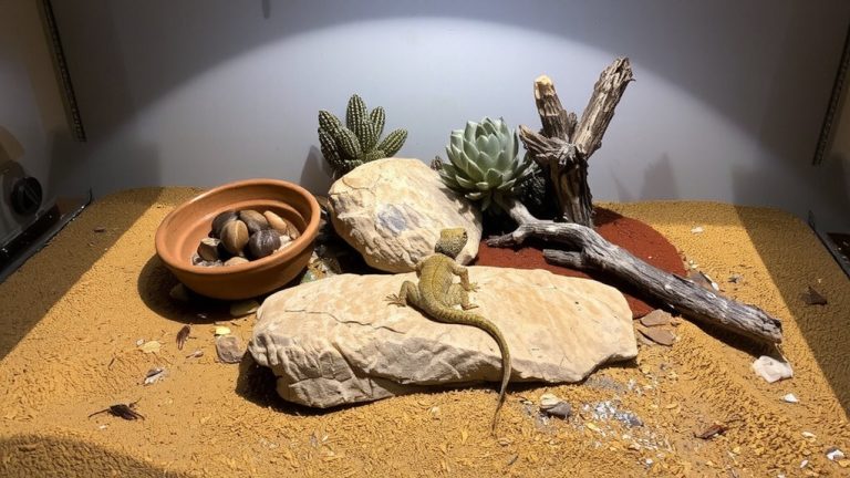 desert biome setup guide