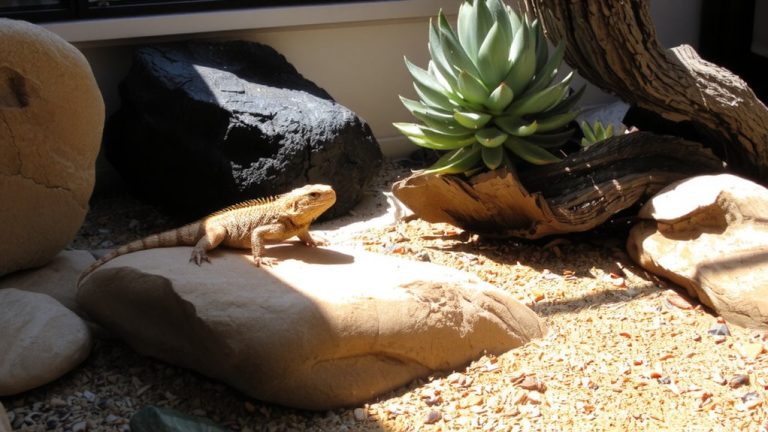 desert like warm dry areas