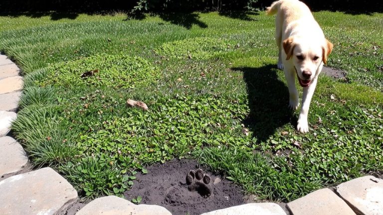 dog friendly grass substitutes
