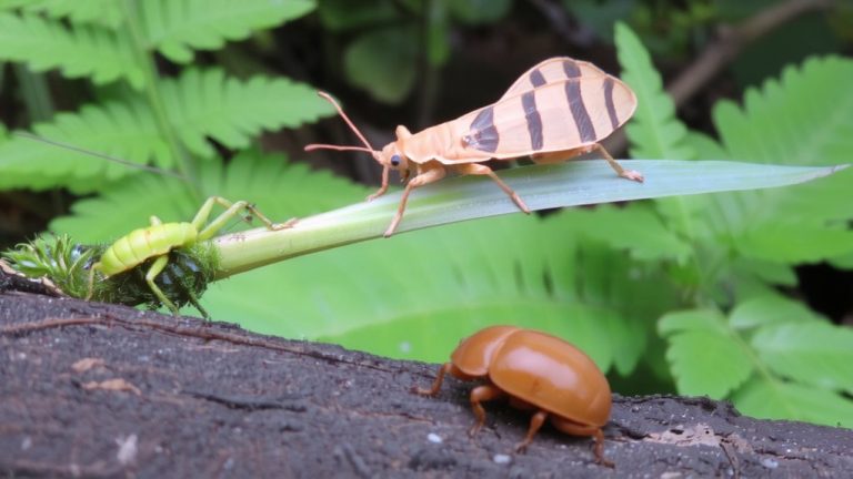 easy care beginner pet insects