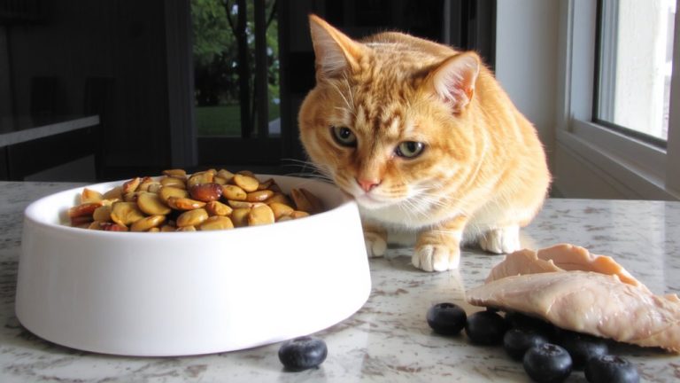 evaluating cat food immunity claims