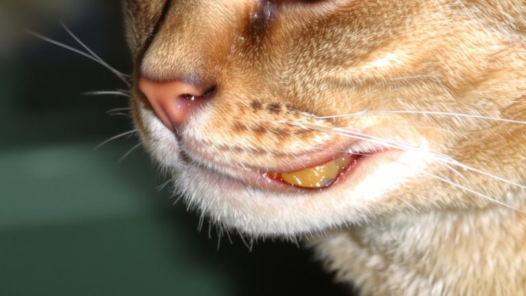 feline eosinophilic granuloma complex management