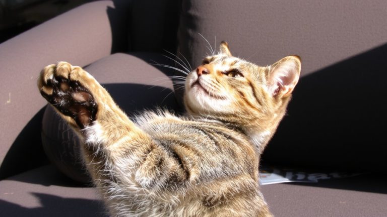 feline hyperesthesia syndrome management
