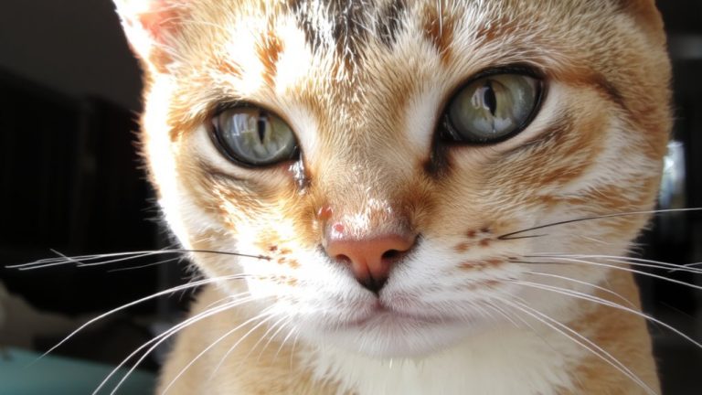 feline idiopathic facial dermatitis