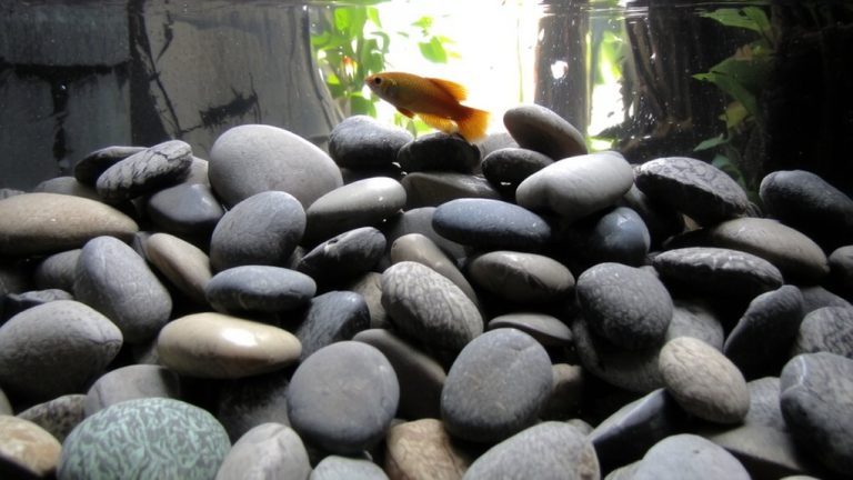fine smooth gravel substrate